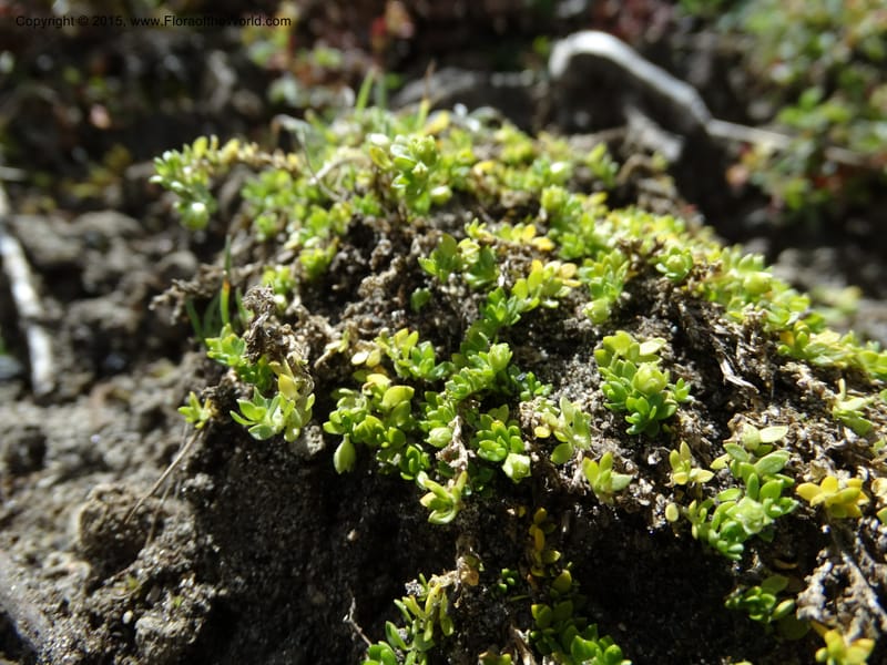 Cerastium, Ulloa, C 2487--Ecuador. Cotopaxi. 23 Apr 2015. DSC02466 (124).JPG