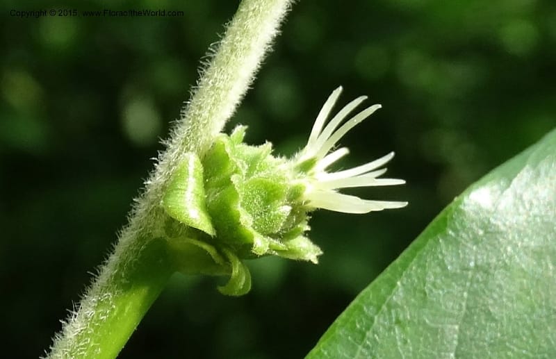 Female flower cluster on a pubescent shoot