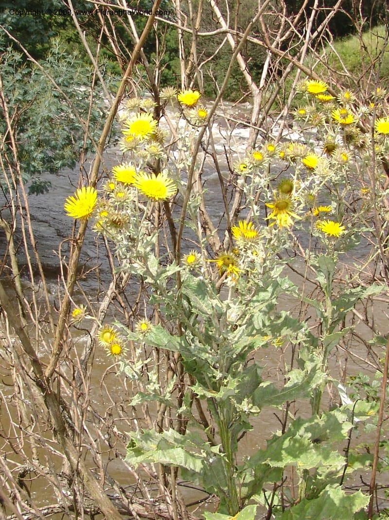 Berkheya--So.Africa. KZN. Midl. Meand. Granny Mouse. 13 Mch 05. 073.jpg