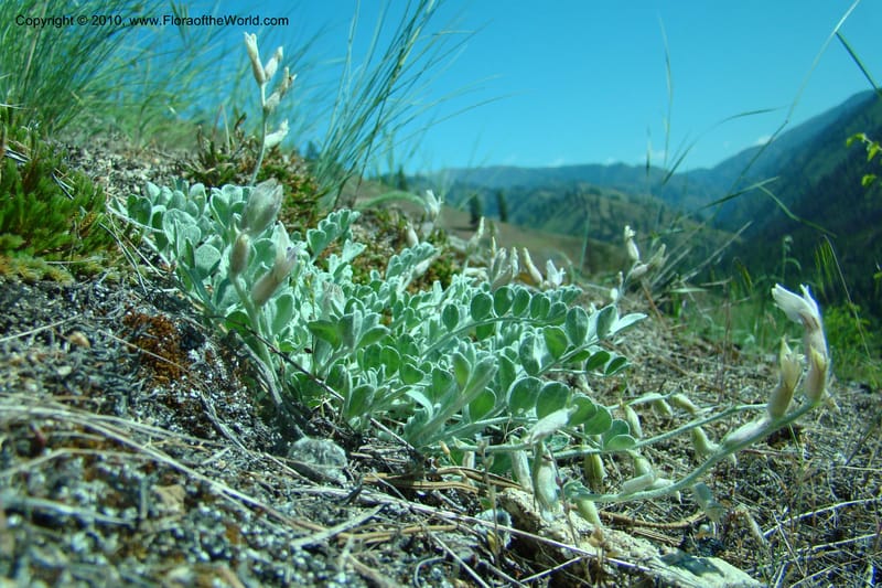 Astragalus purshii, C. Davidson 11372--Idaho. Idaho Co. Salmon River. Polly Bemis Ranch. 27 May 2009. 135.jpg