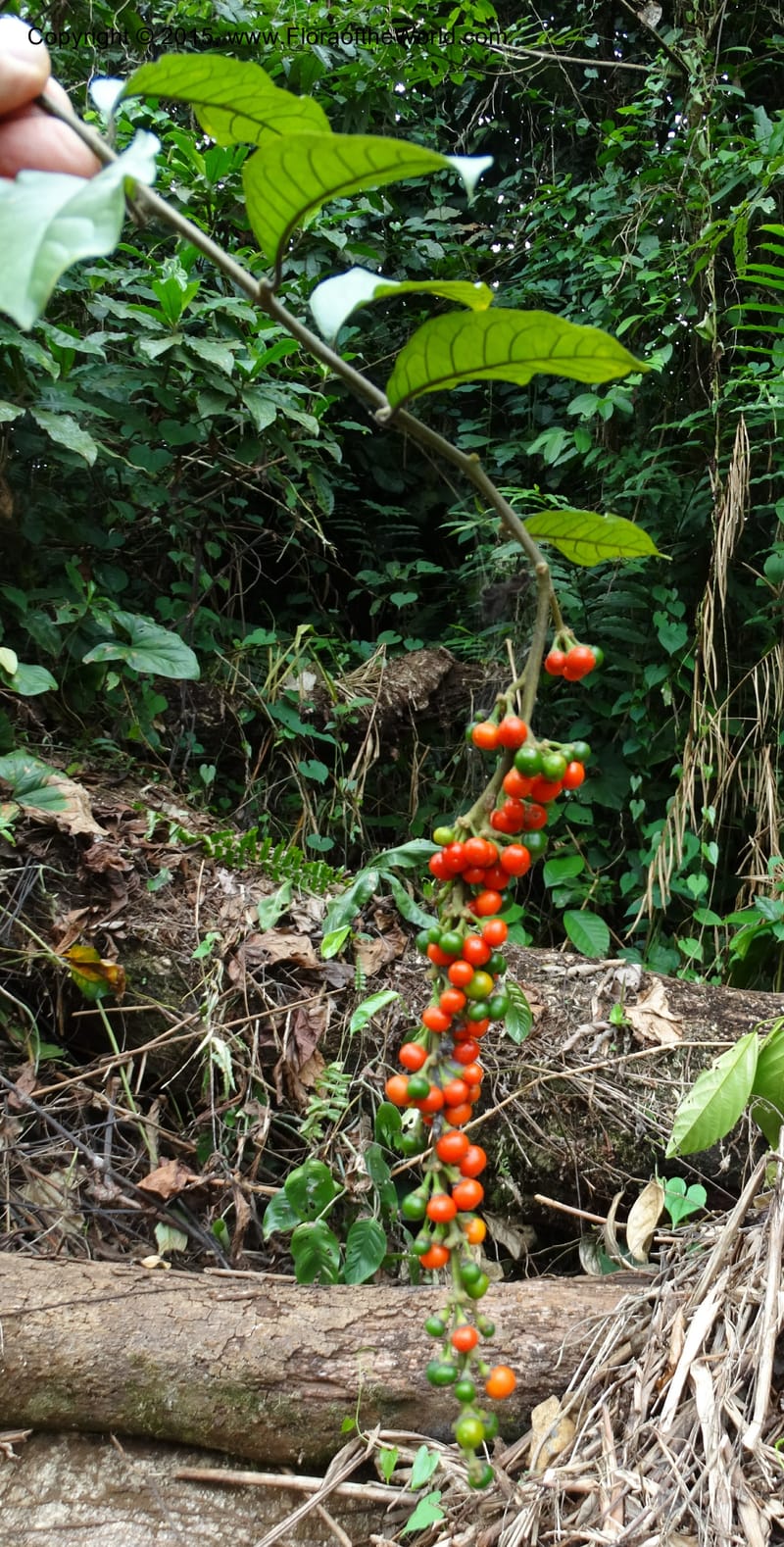 Solanum, Davidson, C 12333--Cameroon. Etome Village to Etinde. 18 Mar 2014. DSC02275 (168).JPG
