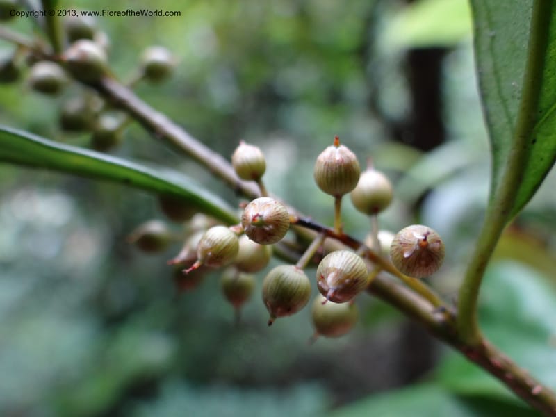 Maesa japonica, Davidson, C 12004--China. Anhui Prov. San Qing Shan. 4 Jun 2012. DSC01825 (127).JPG