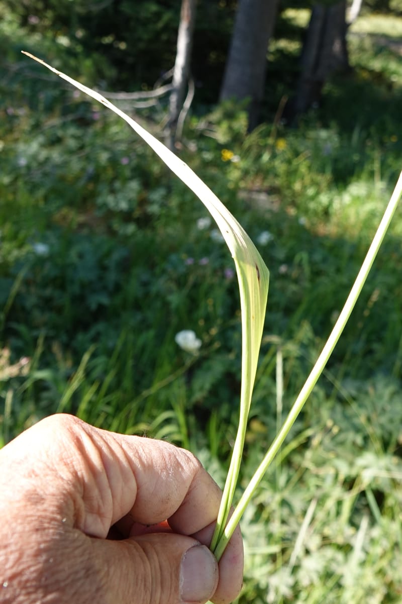 Calochortus eurycarpus, C. Davidson 13846--ID. Fremont Co. Sawtelle Pk. Stop 1. 30 Jul 2018. DSC07452 (63).JPG