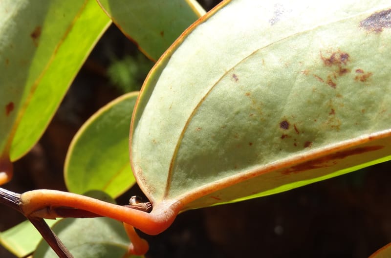 Smilax, Munzinger, J 7482--New Caledonia. PinPin. 20 Nov 2015. DSC03938 (226).JPG