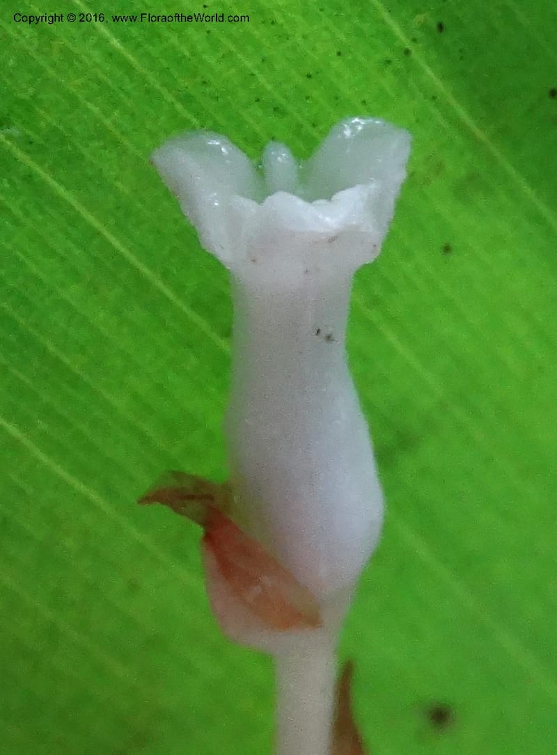 Gymnosiphon, Davidson, C 12931--Sabah. Kinabalu Nat. Park. Nalumad Substesen. 29 Mar 2015. DSC01294 (97).JPG
