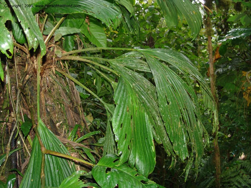 Asplundia, Croat94444--Ecuador. Prov. Pichincha. Res. Guaycuyacu. 10 Feb 05. 067.jpg