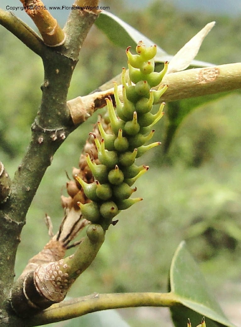 Michelia, Regalado 1803--Viet Nam. Trail to Siu Chai Commune. 5 May 2011. 211 (9).jpg