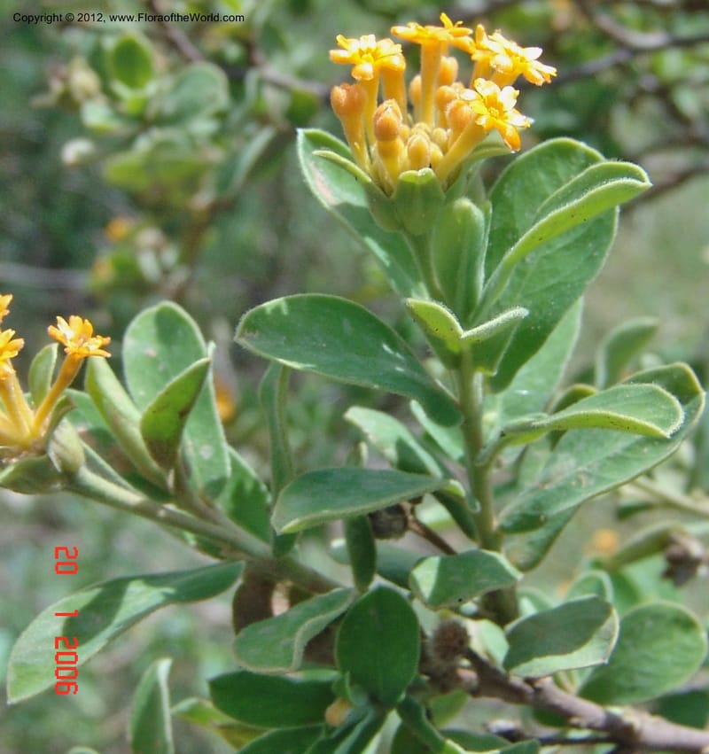 Gnidia daphnifolia , Rogers, Z 906-Madagascar, 20 Jan 2006 029 (36).jpg