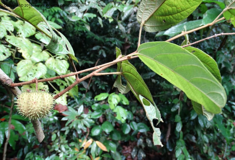 Byttneria, Davidson, C 12752--Sabah. Sg. Nelumad. 12 Oct 2014. DSC04383 (233).JPG