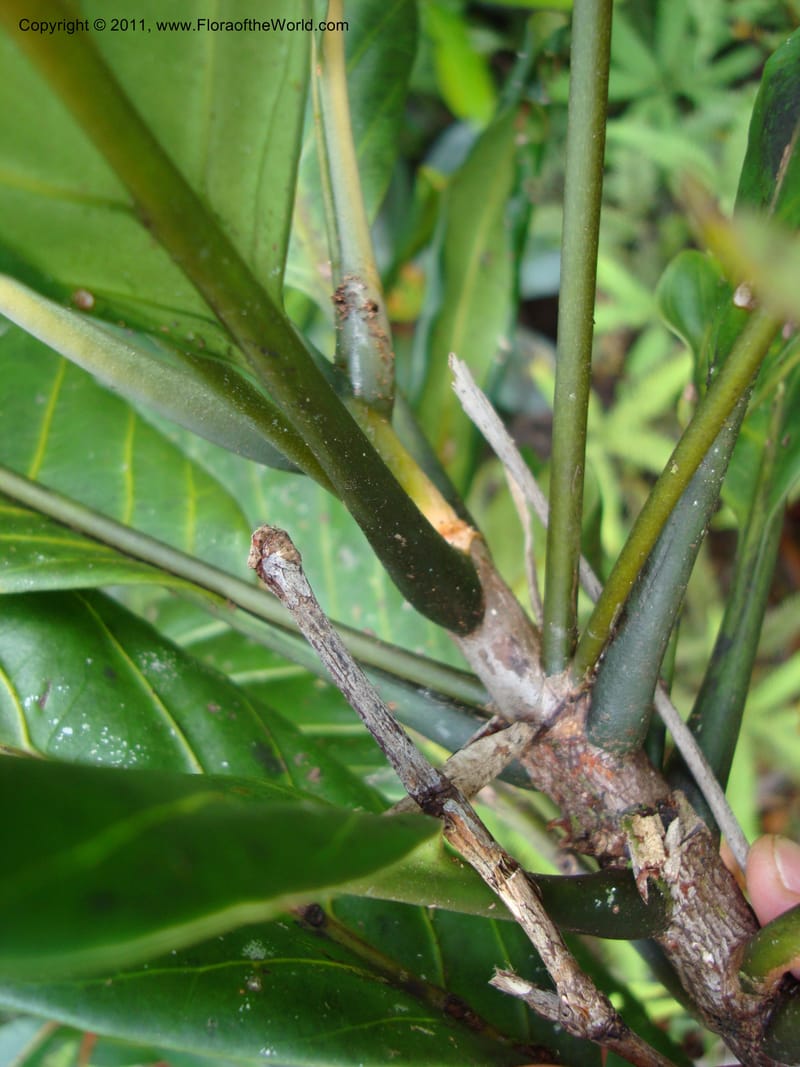 Atractocarpus,  Munzinger, J 4743--New Caledonia, Prov N, Mt. Mandjelia,  13 Nov 2007   077 (5).jpg