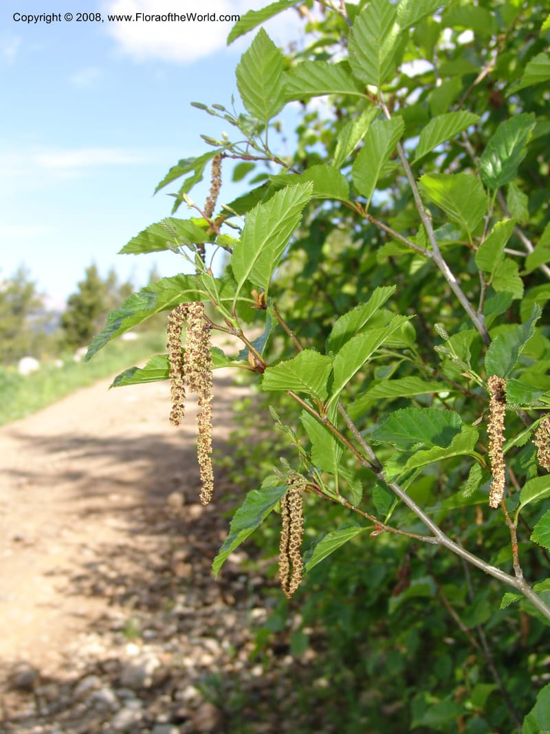 Alnus sinuata, CDavidson11075--ID. Valley Co. Crestline Trail Rd., N of Payette Lake. 15 Jun 07 075.jpg