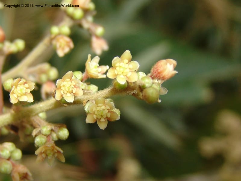 Endlicheria paniculata, RVasquez 31492--Peru. Prov. Oxa. Parq. Nac. Yanachaga Chemillen. 12 Oct 06. 729 (1).jpg