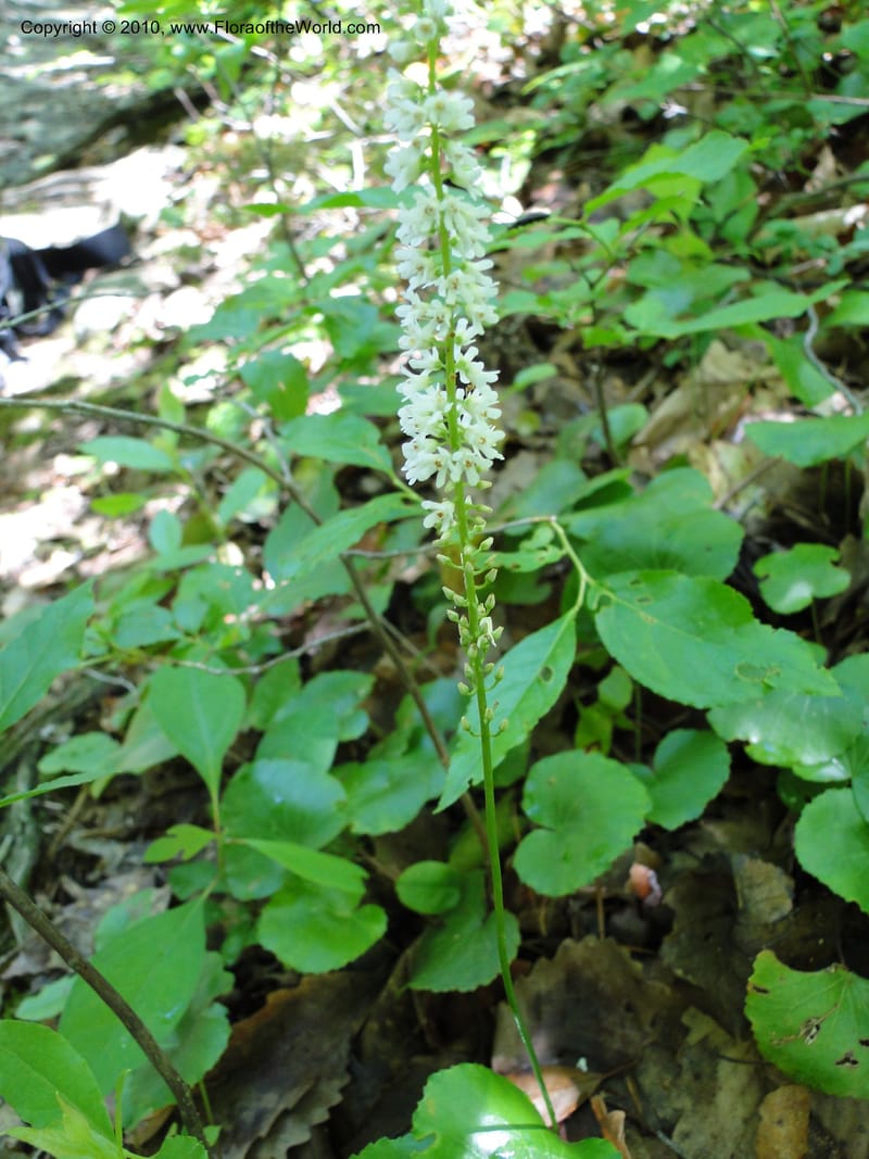 Galax aphylla, Not collected, USA, North Carolina, Stokes County, Hanging Rock State Park, 26 May 2010.JPG