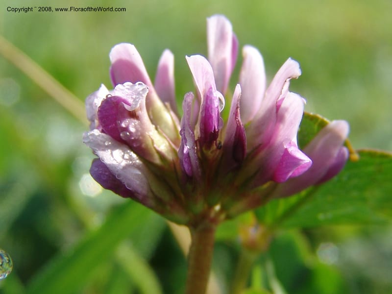 Trifolium burchellianum cf--Kenya. Brooks Bond Tea Estate, Kericho. 10 Jul 04. 093.jpg