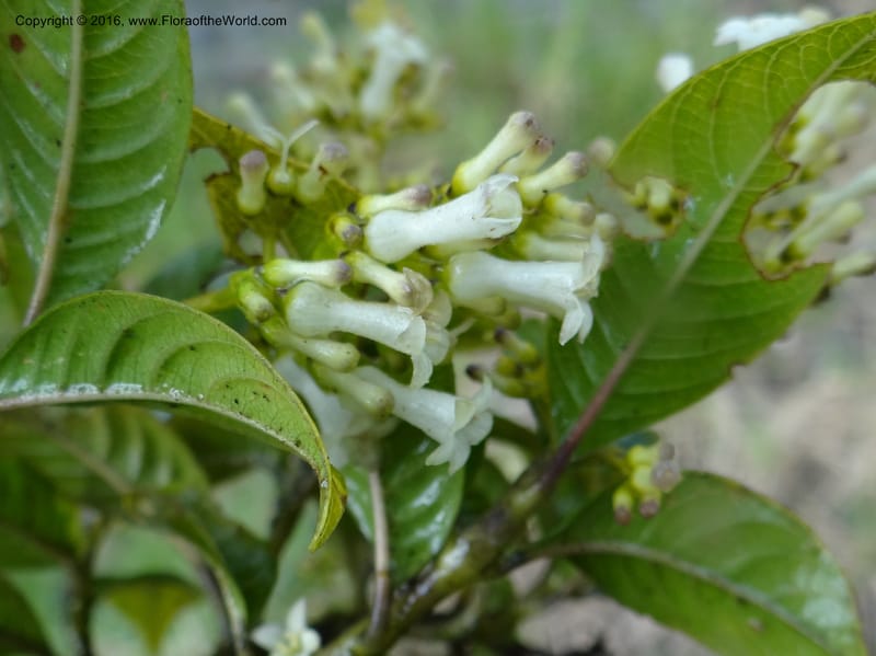 Psychotria, Ulloa, C 2246--Ecuador. Loja. El Tiro. 27 Sep 2012. DSC04675 (93).JPG