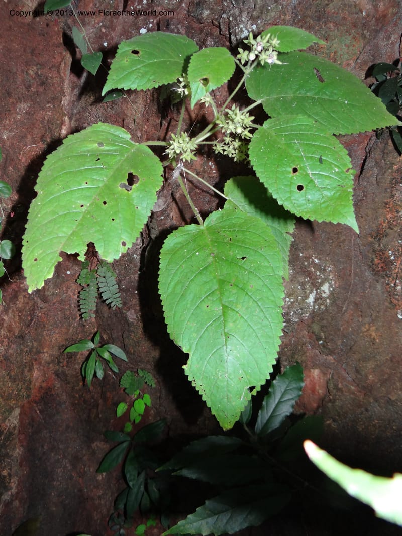 Ornithoboea, VC 5611--Thailand. Surat Thani Prov. Khlong Phanom Nat. Park. 15 Nov 2012. DSC09389 (66).JPG