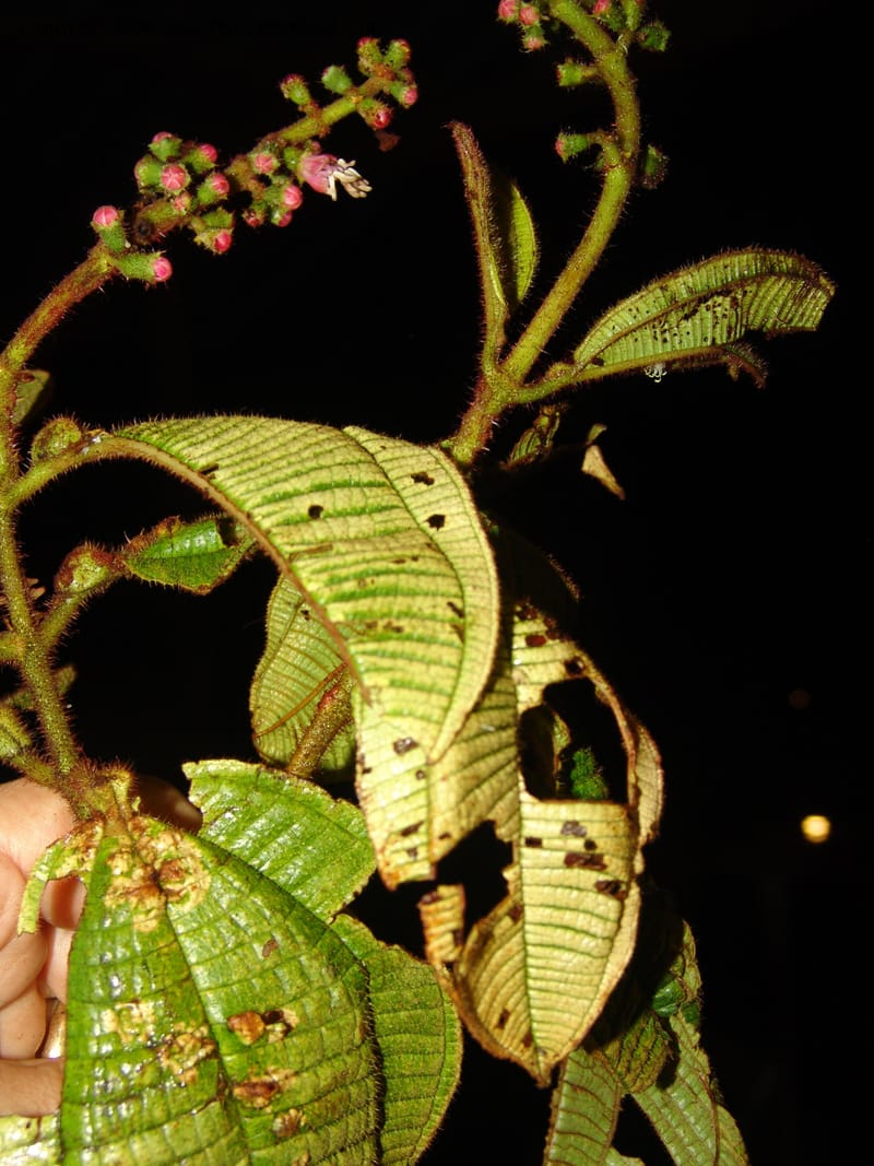 Tococa, DNeill15959--Ecuador. Zam. Ch. Sanstone tepui, Cd del Condor. 23 Sep 07. 397.jpg