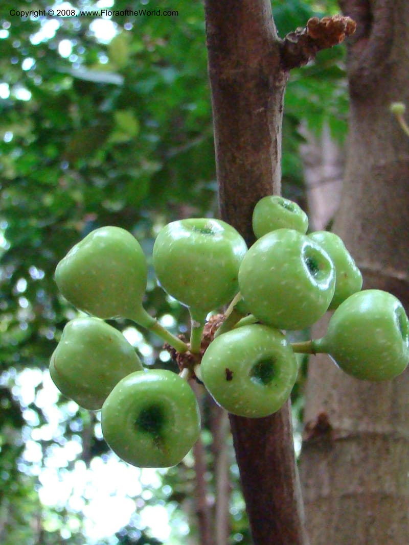 Ficus--Singapore. Bukit Timah Reserve. 8 Mch 08. 036.jpg
