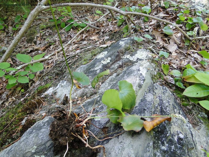 Galax aphylla, Mori, S 27456, USA, North Carolina, Stokes County, Hall Rd, 1.1 mile W of junction with Moores Springs Rd., 26 May 2010 (14).JPG