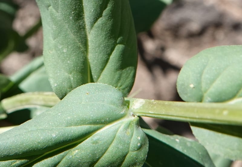 Mertensia ciliata, C. Davidson 13875--ID. Fremont Co. Sawtelle Pk. Stop 7. 30 Jul 2018. DSC08259 (12).JPG