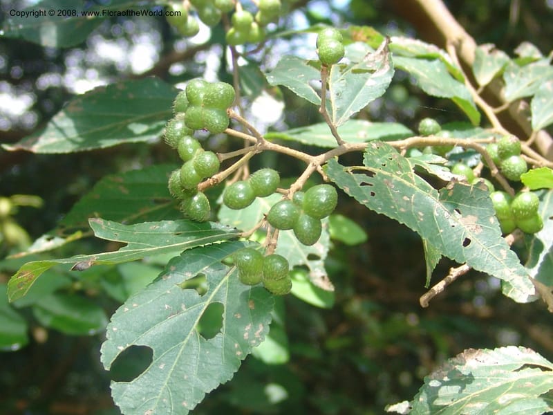 Grewia occidentalis cf--So.Africa. Mpumal. Moodie Mts.  18 Mch 05. 317.jpg
