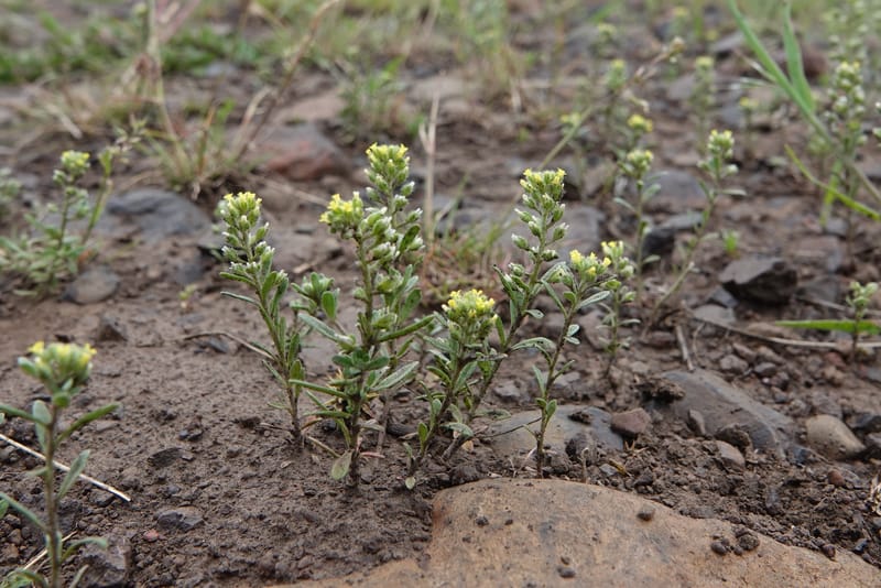 Alyssum alyssoides, C. Davidson 13754--Oregon. Wallowa Co. Zumwalt.Trail Cr. Rd. 4 Jun 2018. DSC04078 (165).JPG