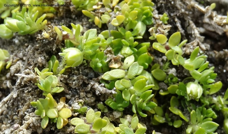 Cerastium, Ulloa, C 2487--Ecuador. Cotopaxi. 23 Apr 2015. DSC02466 (125).JPG