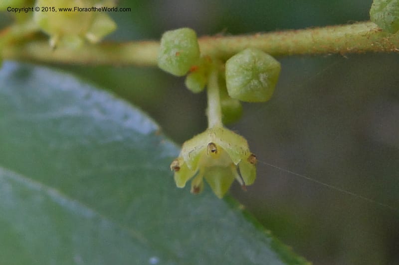 Ziziphus, Regalado 1915--Viet Nam. Da Ha to Tan Not R. Sta. 14 May 2011. 092 (12).jpg