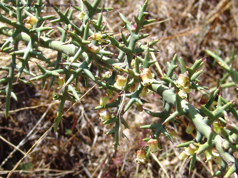 Colletia spinosissima--Peru. Pisaq. 22 Oct 07. 017.jpg