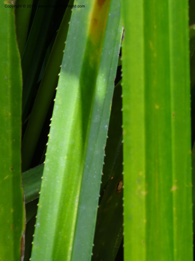 Pandanus kamiae, Callmander, M 1021--Sabah. Klias Forest Reserve. 3 Apr 2012. DSC06489 (99).JPG