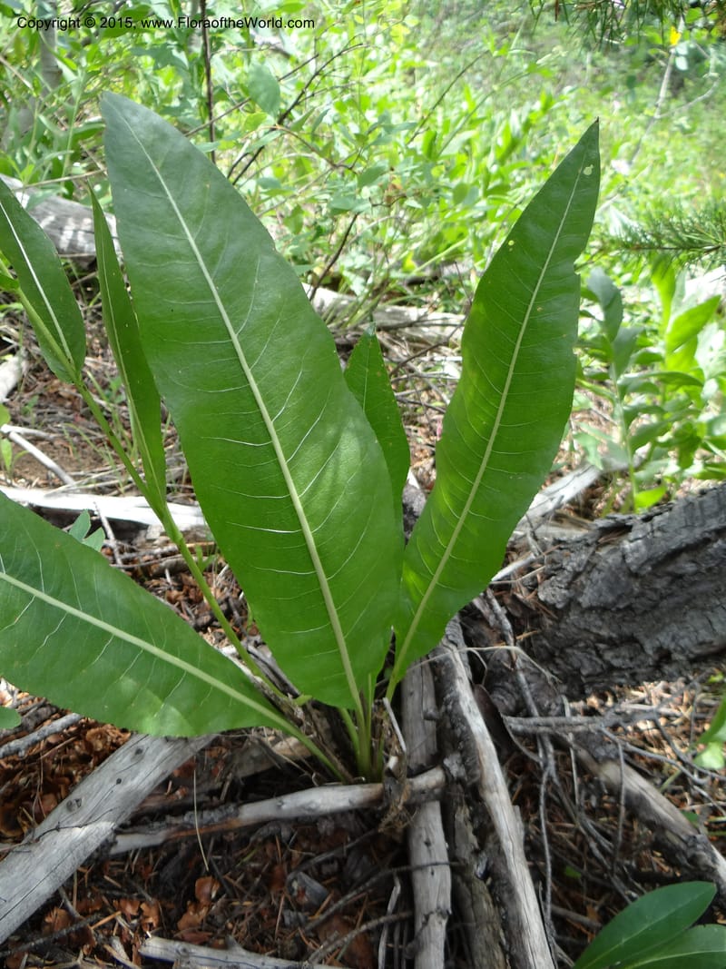 Wyethia, Mansfield, D 12-602--ID. Bear Lake Co. Mt. Sherman. 13 Jul 2012. DSC03473 (138).JPG