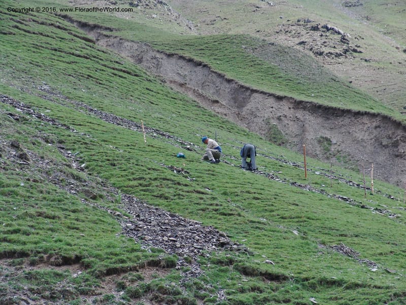 Georgia. Kazbegi region. C. Korner study plots. 3 Jun 05. 002.jpg