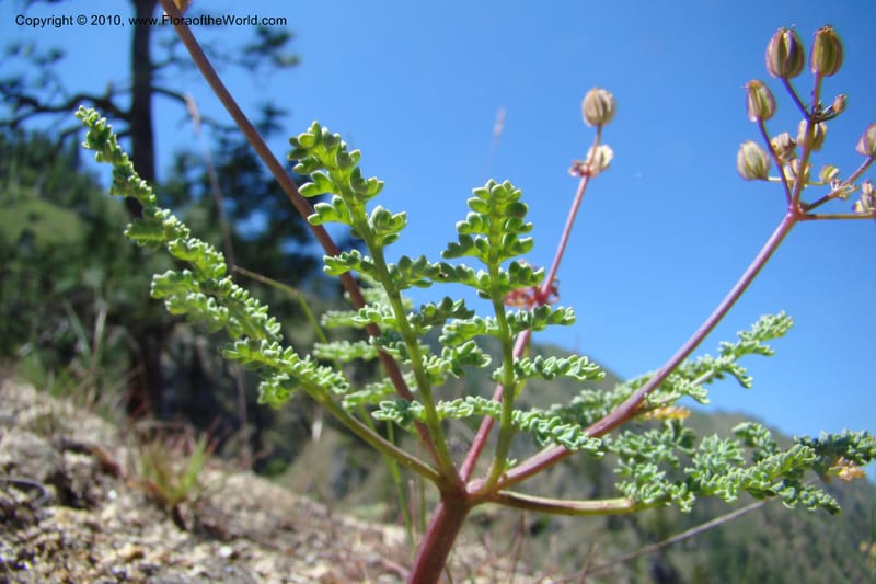 Cymopterus glaucus, C. Davidson 11362--Idaho. Idaho Co. Salmon River. Polly Bemis Ranch. 27 May 2009. 252.jpg