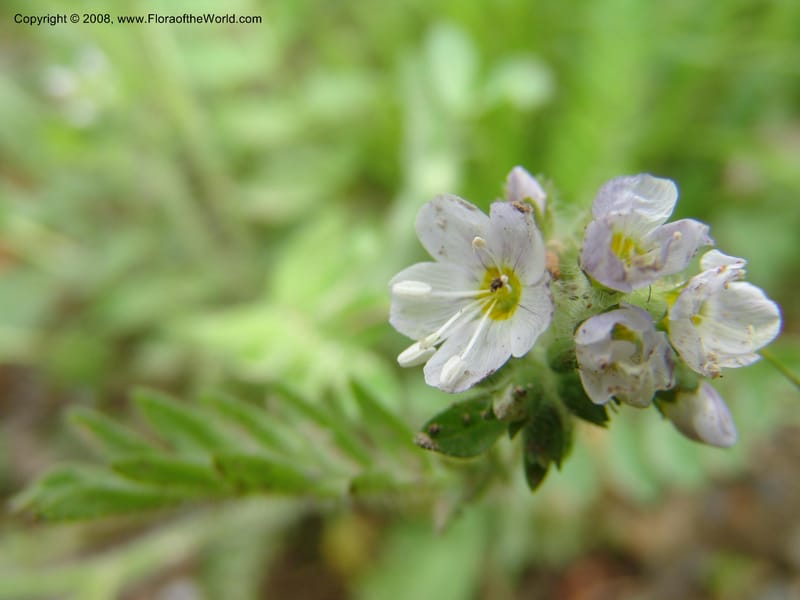 Polemonium pulcherrimum, CDavidson10944--ID. Adams Co. Brundage Mtn Rd. past ski lodge jct. 5 Jul 06. 050.jpg