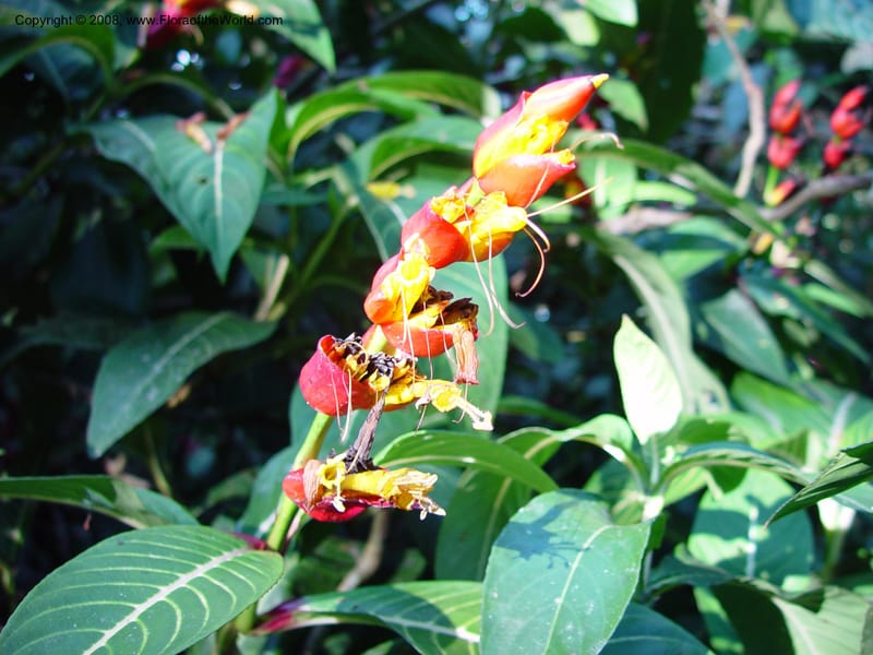 Sanchezia speciosa--Costa Rica. Wilson Garden. 24 Feb 02. 003.jpg