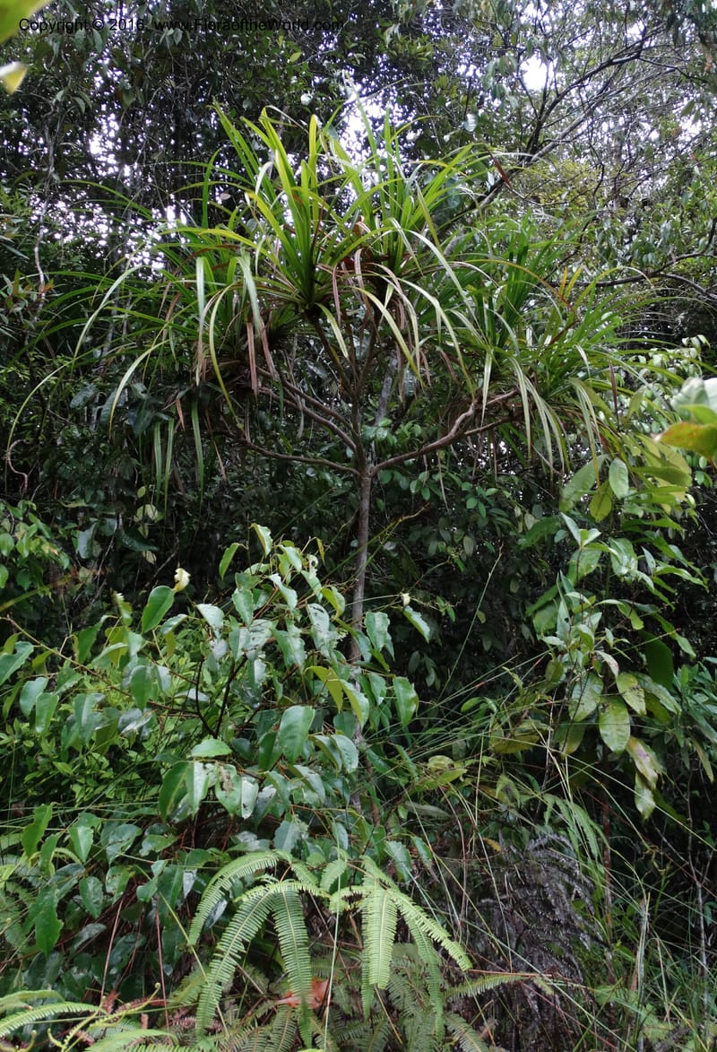 Pandanus borneensis, Callmander, M 1186--Sabah. G. Silam. 1 Oct 2014. DSC00937 (204).JPG