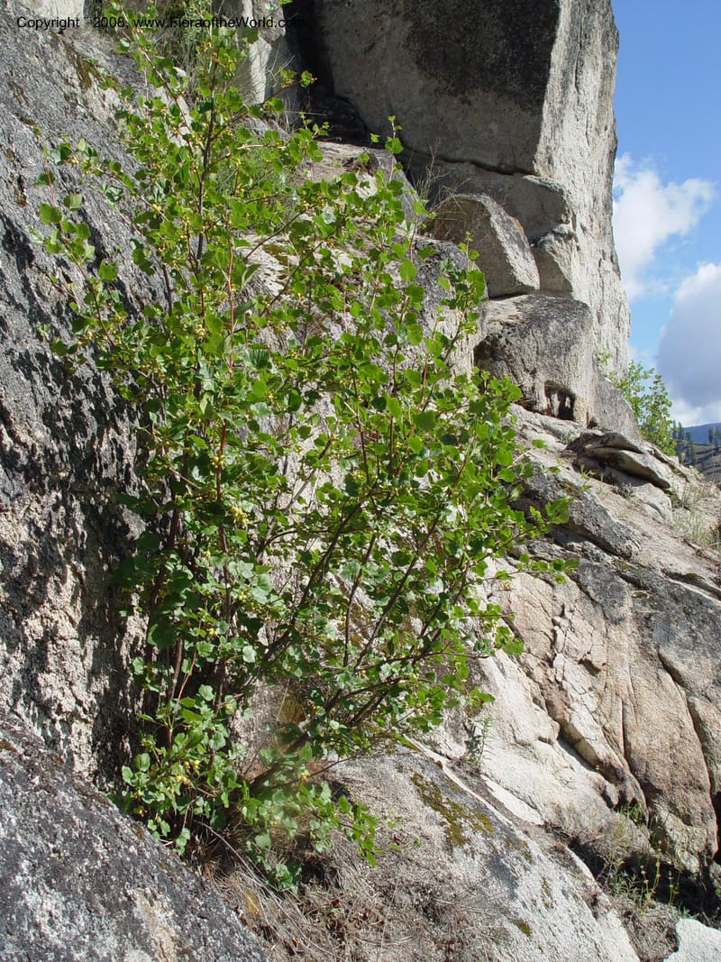 Ribes viscosissimum--ID. Idaho Co. Salmon R. Polly Bemis Ranch. 9 May 04. 109.jpg