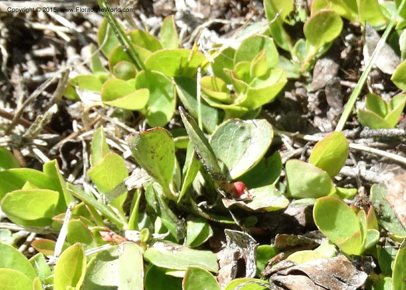 Gaultheria humifusa, Davidson, C 12546--ID. Valley Co. Cloochman Saddle Rd. 1 Jul 2014. DSC09181 (57).JPG