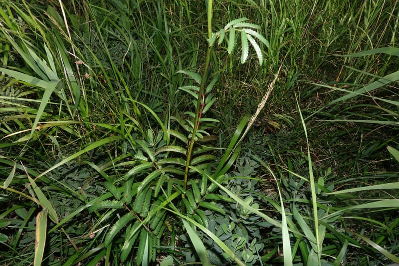 Sanguisorba tenuifolia--Japan. Hokkaido. Sarobetsu. 4 Aug 2016. DSC00970 (114).JPG