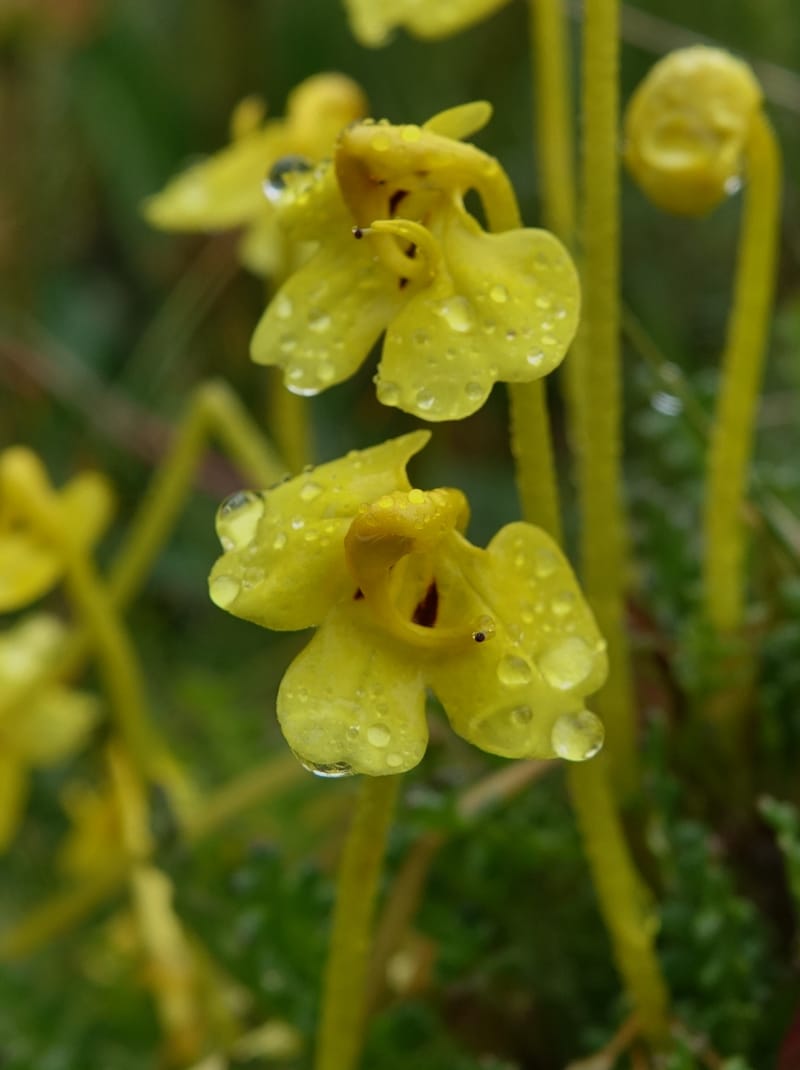 Pedicularis, C. Davidson 13785--China. Sichuan. Daocheng Xian. 14 Aug 2017. DSC05676 (11).JPG