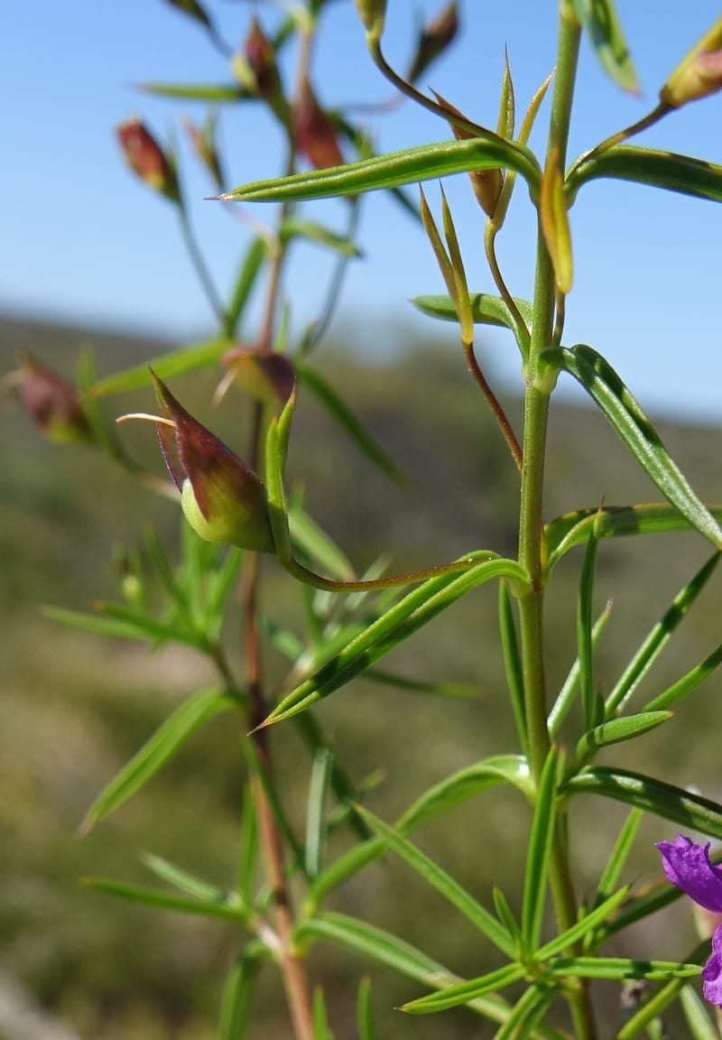 Hemiandra pungens, Davidson, C 13446--Australia. W.A. Beekeeper's Trek. 25 Oct 2016. DSC05537 (104).JPG