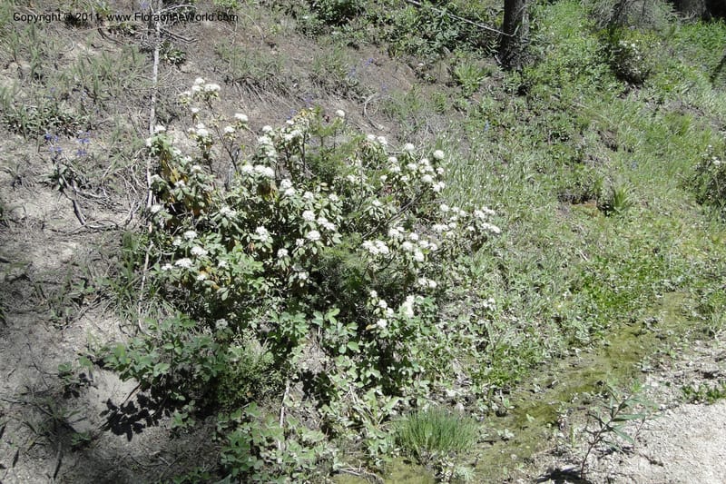 Ledum glandulosum, Davidson, C 11869--Idaho. Idaho Co. Warren Wagon Rd. 8 July 2011. 058.jpg