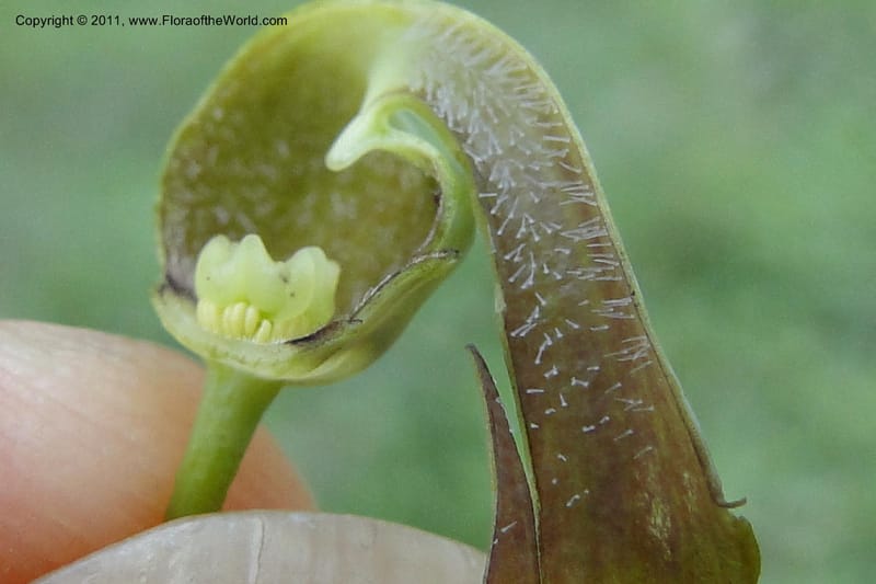 Aristolochia rojasiana, W. D. Stevens 31016--Paraguay. Edo. Pres. Hayes. Rta. 9. 13 Mar 2011. 210 (55).jpg