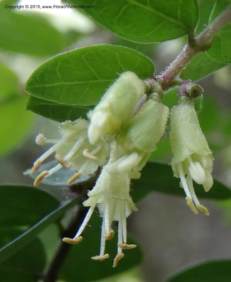 Lonicera, Boufford, D 43595--China. Sichuan. Tudiling Tunnel. 6 May 2014. DSC03860 (48).JPG