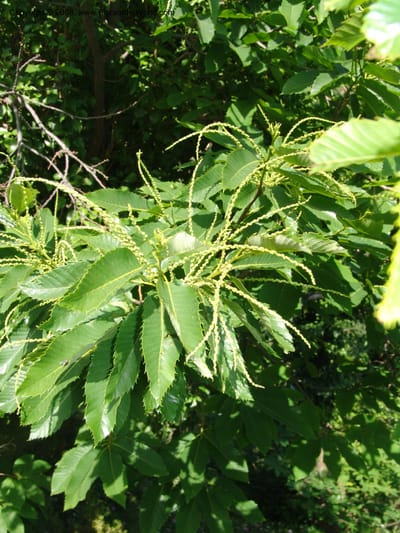Leafy branch bearing slender yellow-green catkins