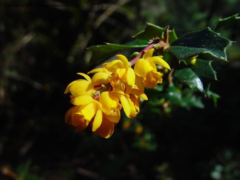 Berberis darwinii. 76.0264--CA. UC Berkeley Bot. Gard. 10 Feb 03. 101.jpg