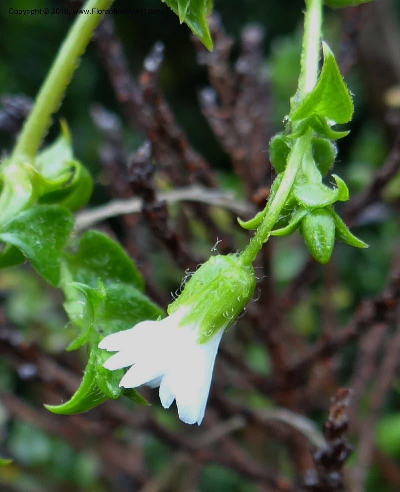 Cerastium, Ulloa, C 2388--Ecuador. Azuay. Matanga. 2 Oct 2012. DSC06351 (287).JPG