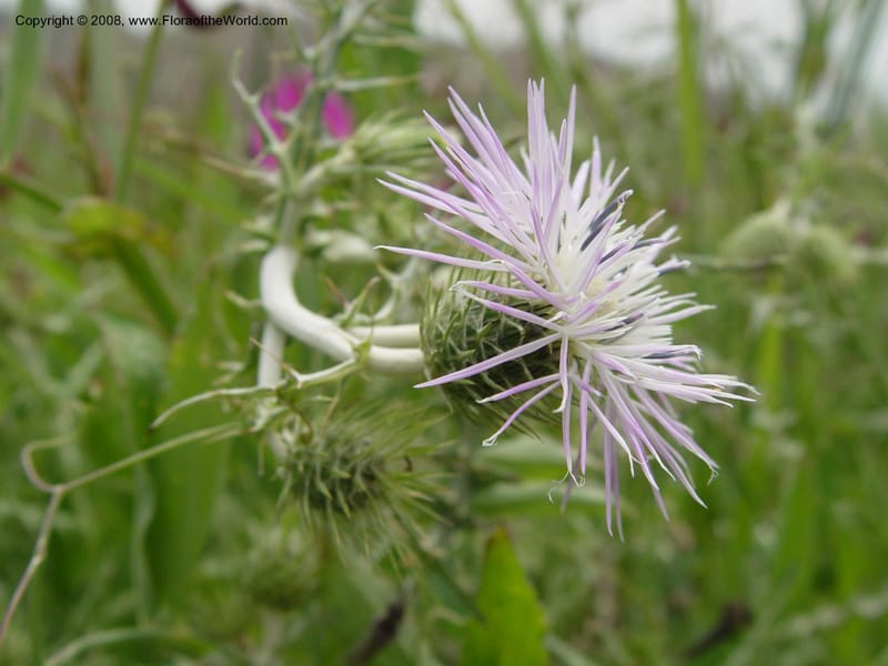 Galactites tomentosa--Spain. Prov. Granada. 6 km S Jct. Albondon-Albunol, C333. 15 Apr 04. 016.jpg