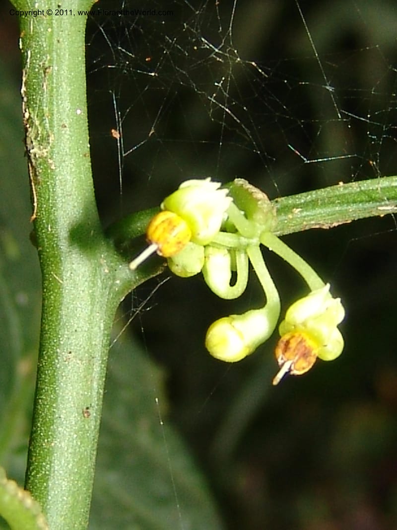 Solanum anceps, R. Vasquez 33006--Peru. Pillcopata. Qbda Pini Pini. 29 Oct 07. 666 (11).jpg