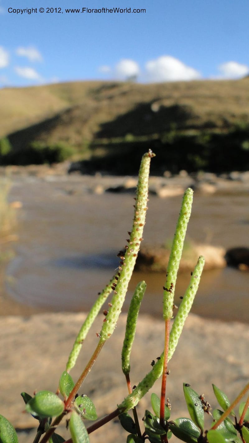 Peperomia tetraphylla, N. Manjato 150--Madagascar. Mania River. 1 May 2010 120 (2).jpg